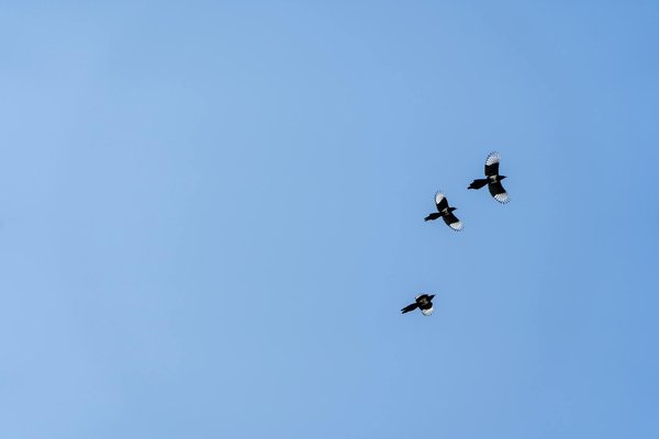 Conseils nutritionnels pour une prise de poids saine pendant la grossesse